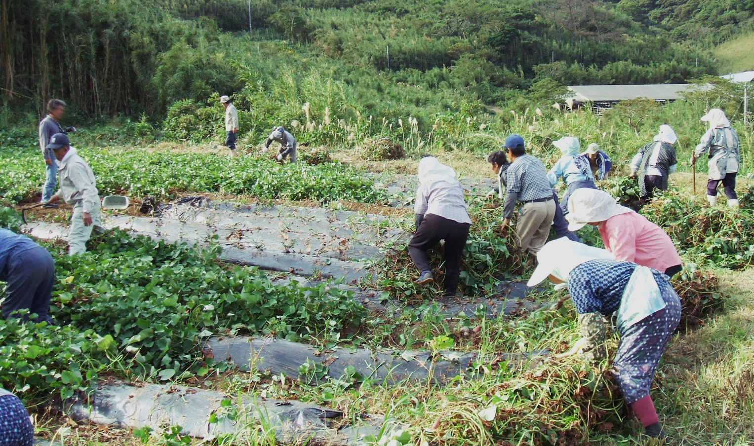 ベニオトメの畑を作業する黒島の老人会
