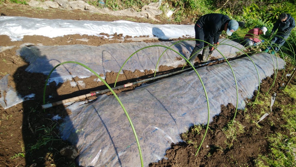 離島で農業 サツマイモの苗を作っています 鹿児島 黒島 みしま村焼酎プロジェクト 公式