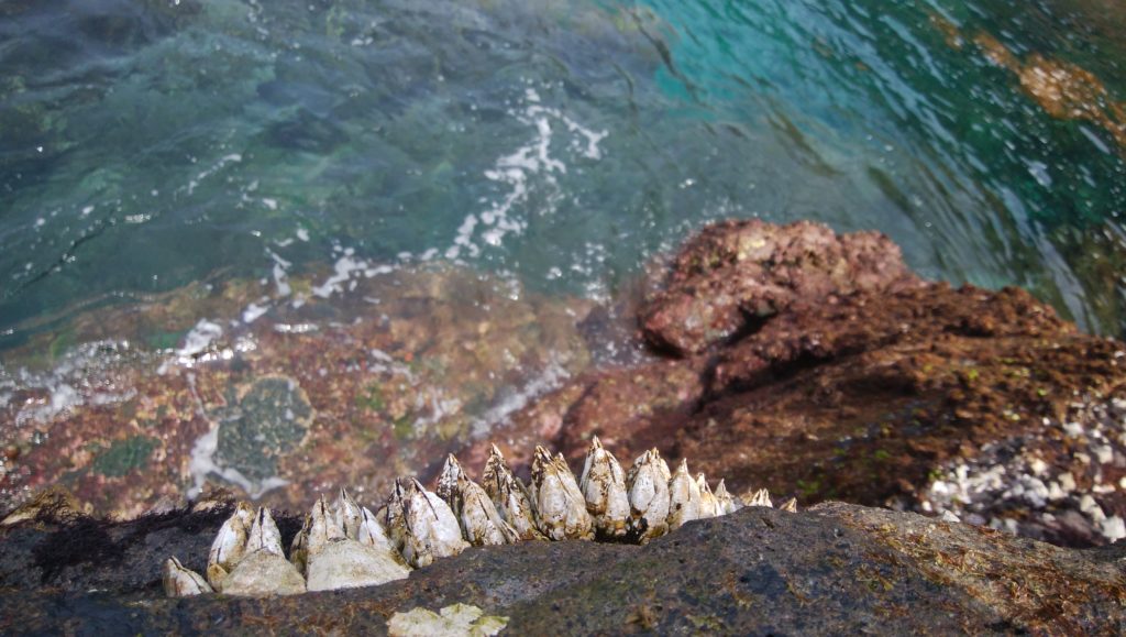 黒島でとれる海の幸を紹介します カメノテ 伊勢海老 トコブシ みしま村焼酎プロジェクト 公式